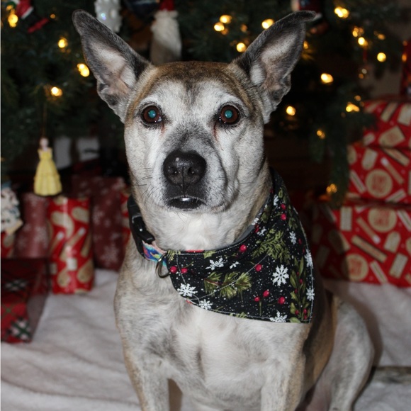 Handmade Reversible pet bandana in plaid paw print design - Picture 4 of 5